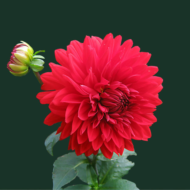 red20beautiful20flowers20wallpapers20for20mobile-623x623-7152339